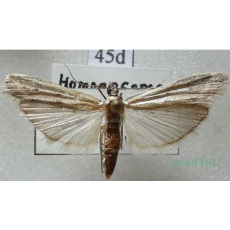 Homoeosoma nebulella (Denis & Schiffermüller, 1775) Slovakia45d